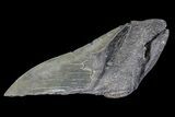 Partial Fossil Megalodon Tooth #88634-1
